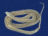 藏品(標蛇)的圖片